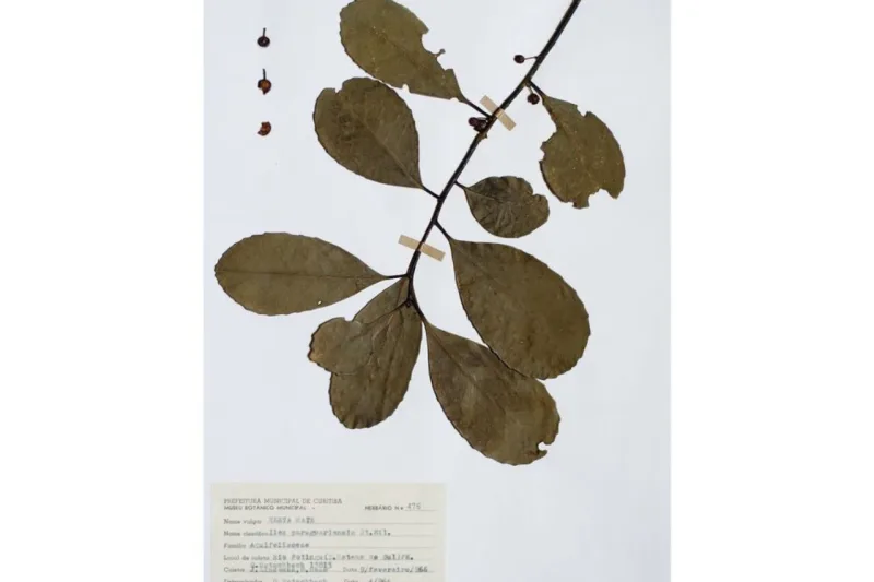 Exsicata Ilex paraguariensis, 1966. Acervo Museu Botânico de Curitiba. [De Hilaire a Hatschbach/ Narrativas e Poéticas do Mate]