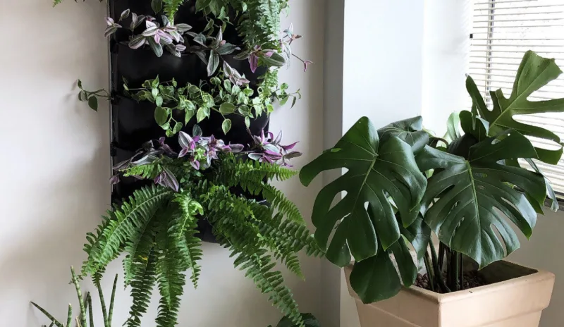 Em ambientes internos, samambaias são boas opções para jardim vertical. Foto: Divulgação/Ecotelhado.