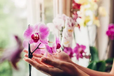 10 segredos para cuidar das orquídeas e mantê-las saudáveis o ano todo