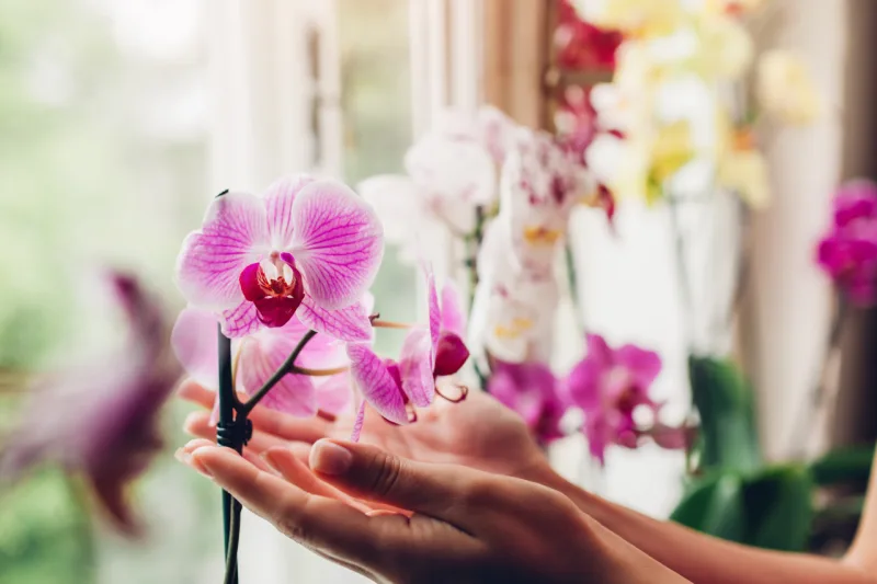 10 segredos para cuidar das orquídeas e mantê-las saudáveis o ano todo