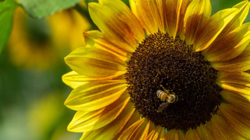 Girassol é uma das principais plantas polinizaras. Foto: Filipe Coimbra/Unsplash.