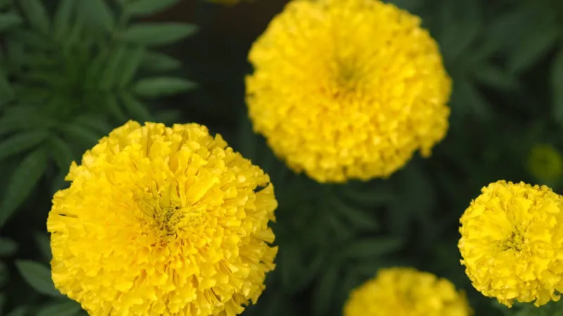 A tagete tem floração exclusiva na primavera.