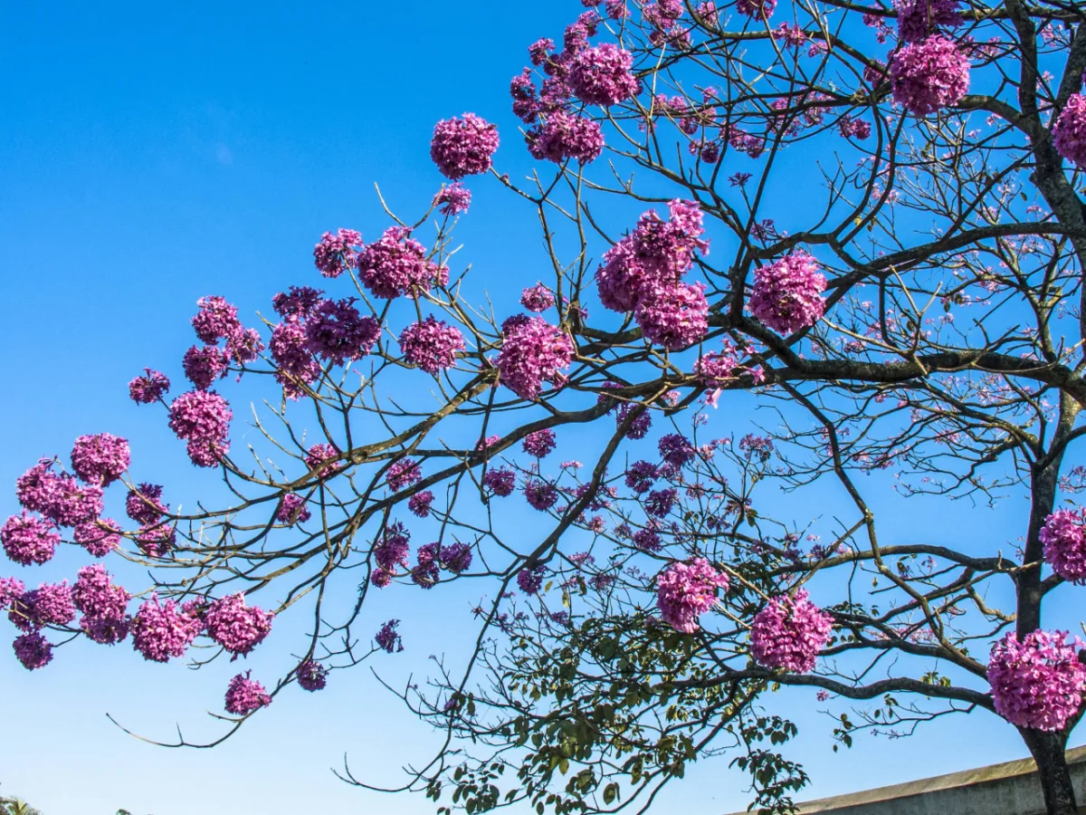 Nas ruas, o fim do inverno e chegada da primavera tem como marca o aparecimento dos ipês-roxos.