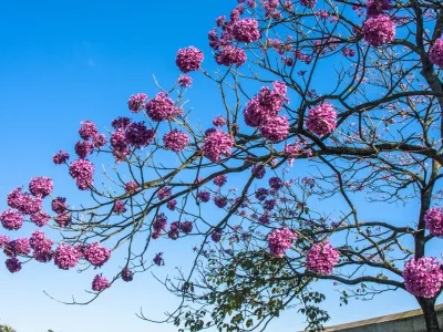 Primavera: quais plantas florescem e os cuidados necessários durante a estação