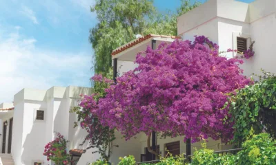 A fotografia mostra uma planta primavera em plena floração.