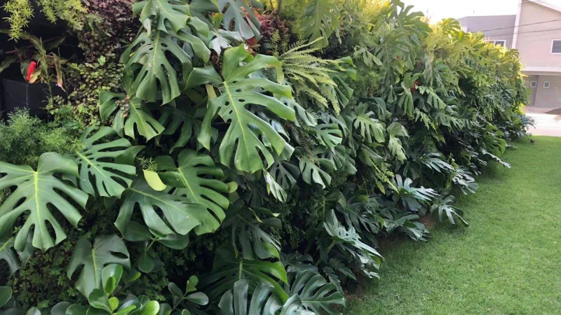 Foto: Acer Haus/Divulgação