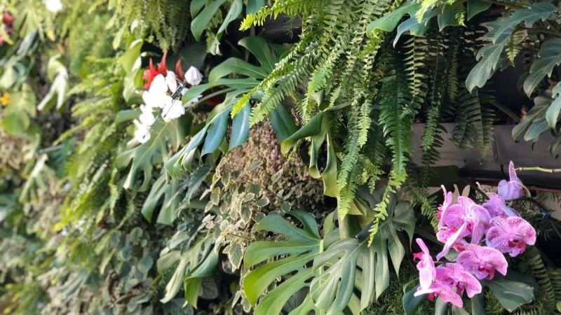 Foto: Acer Haus/Divulgação