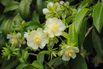 Como cultivar ora-pro-nóbis em casa? Planta garante beleza e é fonte de nutrientes