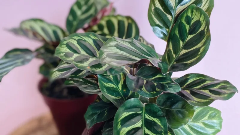 Maranta pavão