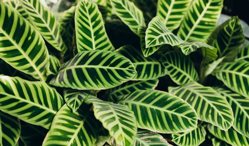Calathea zebrina