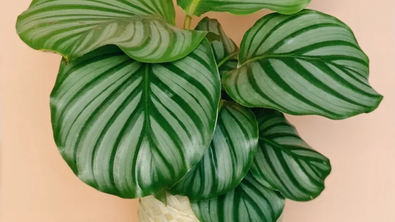 Calathea orbifolia