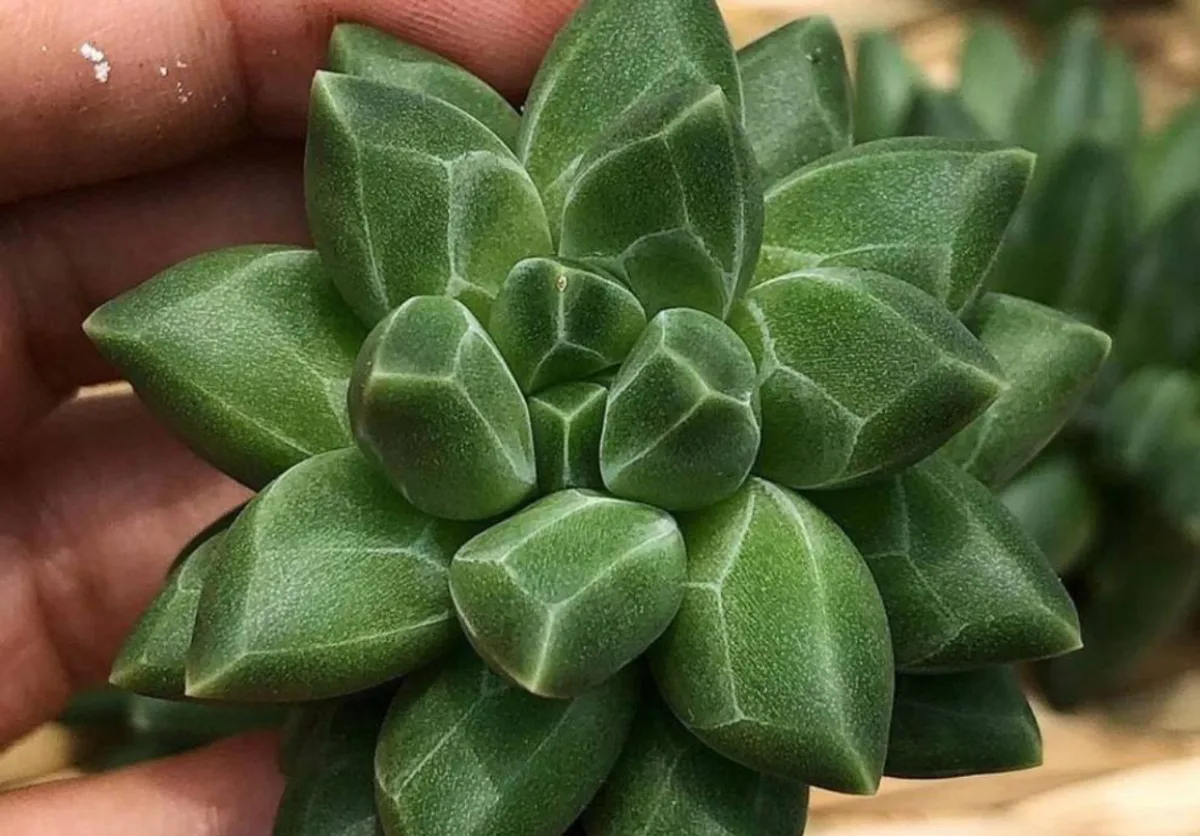 Suculenta diamante é originária do México e ficou famosa por suas folhas multifacetadas como as superfícies das pedras preciosas. Foto: Mercado Livre/Reprodução
