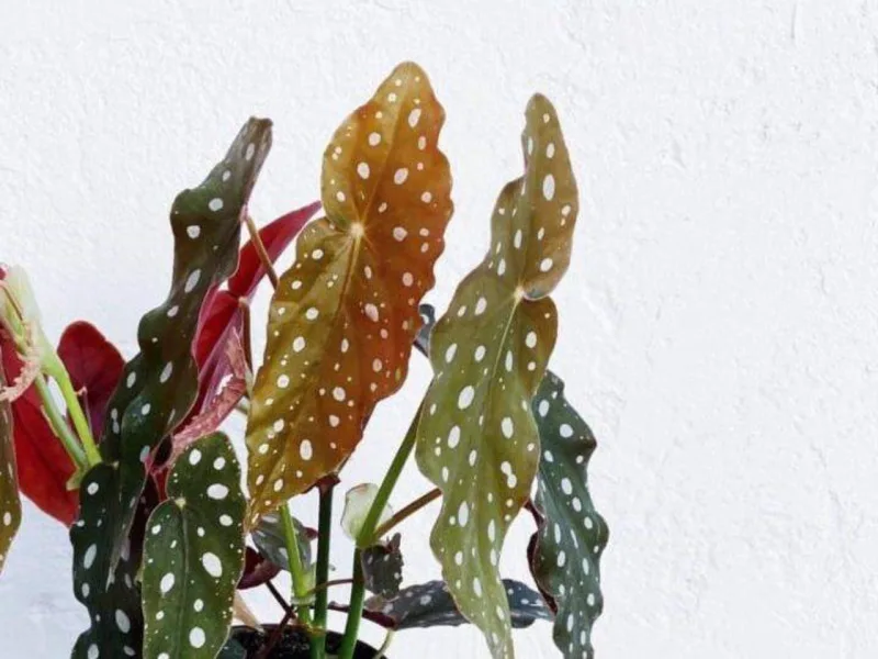Foto: Divulgação/TBA Plantas
