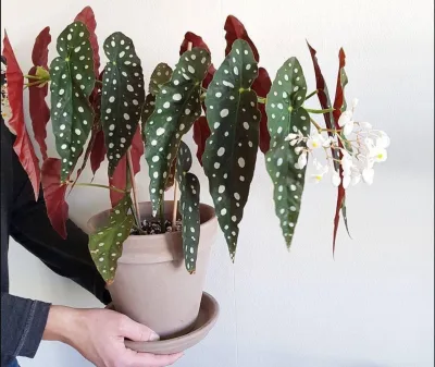 Brasileira com cara de gringa: conheça a “Begônia maculata”, planta queridinha do momento