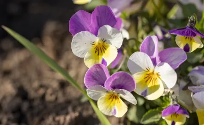 Como cuidar das flores no inverno? 4 dicas para colocar em prática