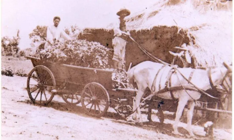 Carroça carregada de erva-mate descendo a Serra do Mar. Foto: Divulgação FCC