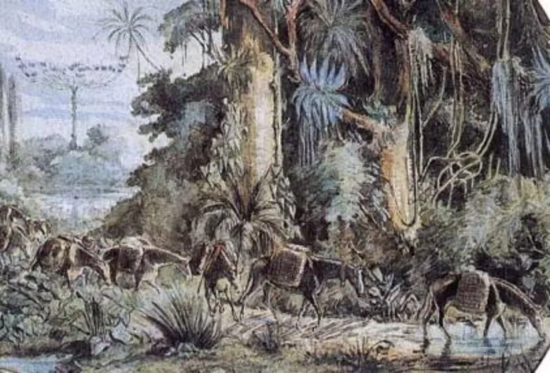 Obra de João Leão Pallière, tropa carregada de mate descendo a serra, cerca de 1860. Foto: Pintores da Paisagem Paranaense/Reprodução