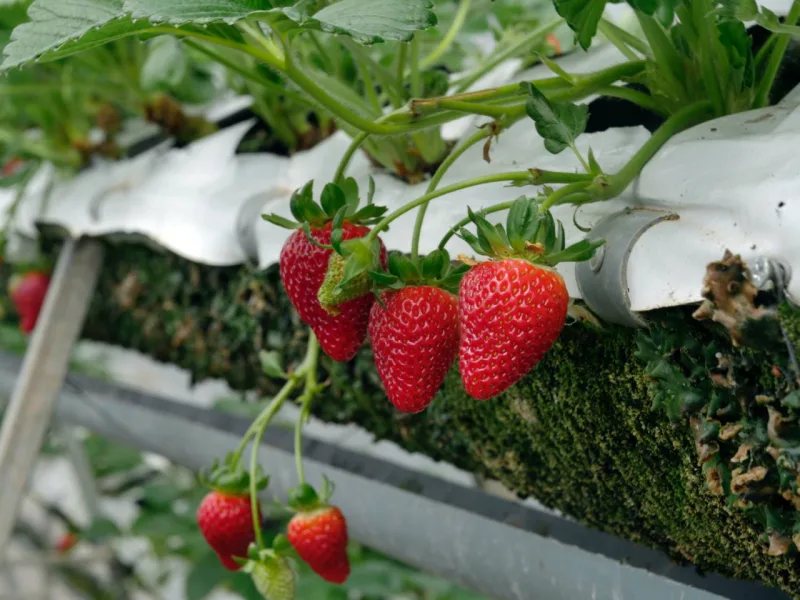 Como cultivar morangos em casa? Veja dicas e aproveite a melhor época de plantio