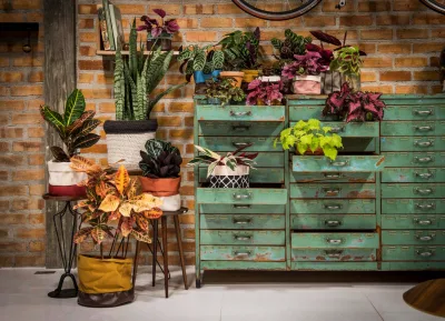 14 plantas para ambientes internos que encantam por suas cores, formatos e estampas