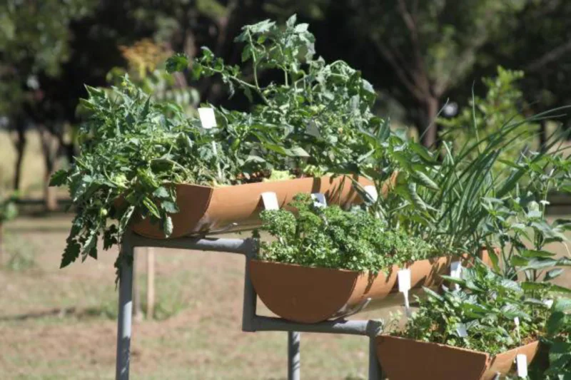 Curso da Embrapa de hortas para pequenos espaços residenciais está organizado em 4 módulos