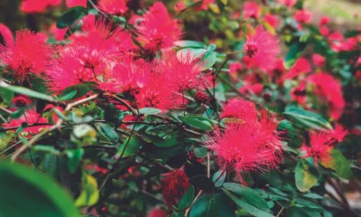 Bem-vindo, inverno! Como cuidar das suas plantas no frio