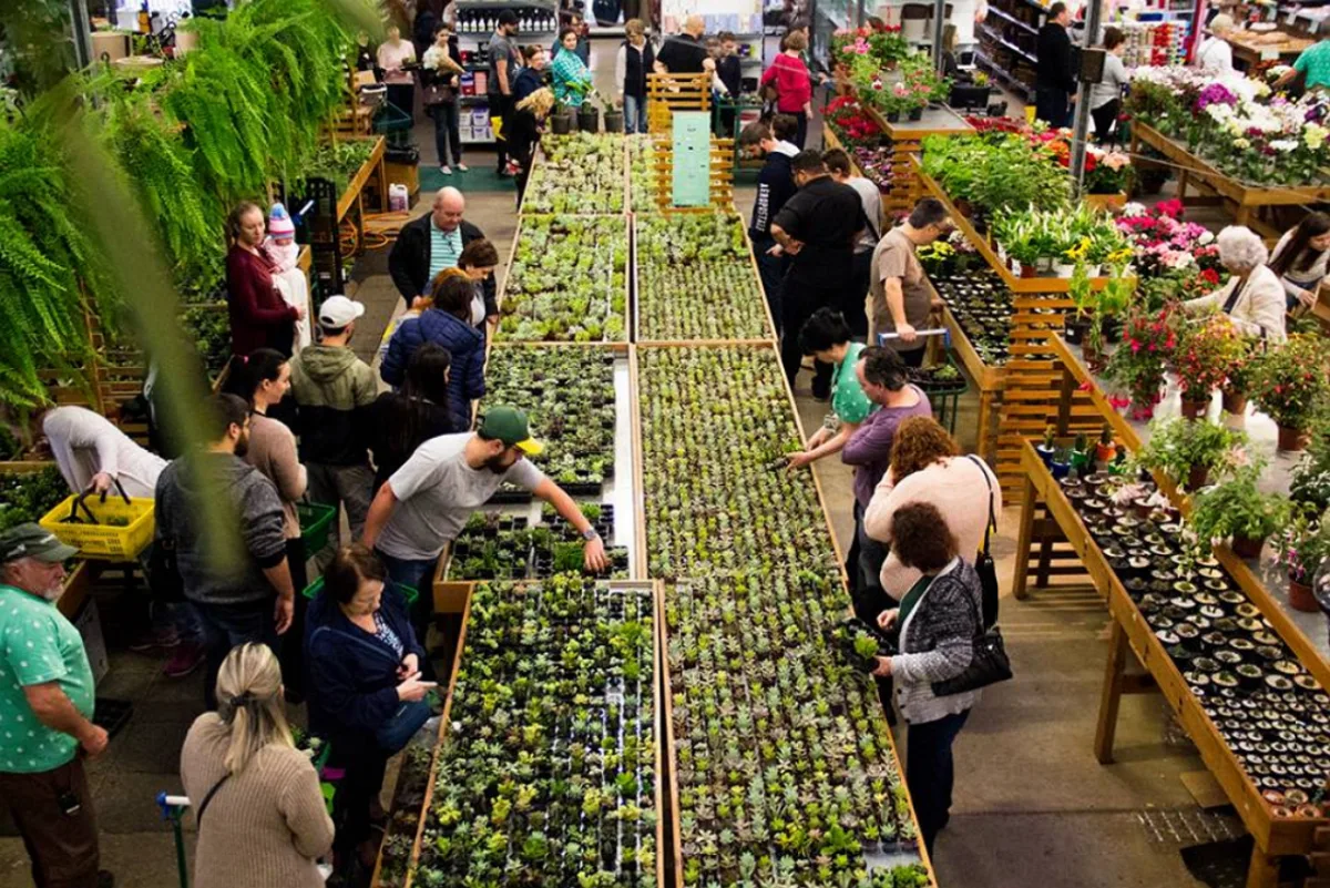 Terceira edição do Festival de Suculentas da Esalflores terá mais de 7 mil plantas disponíveis. Foto: divulgação