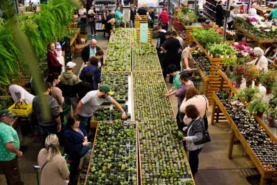 Terceira edição do Festival de Suculentas da Esalflores terá mais de 7 mil plantas disponíveis. Foto: divulgação