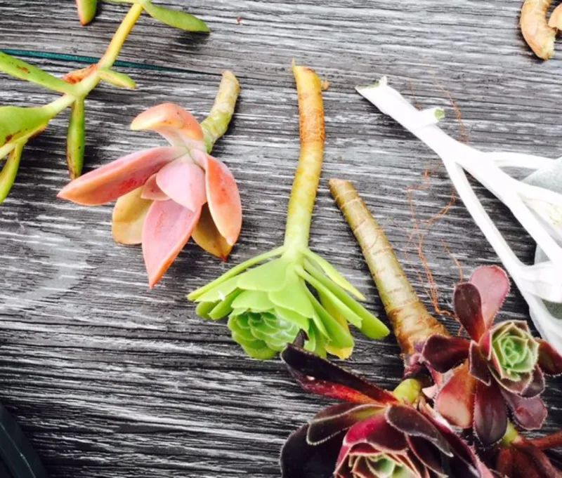 Separe e faça um esquema de como planeja encaixá-las na espuma floral.
