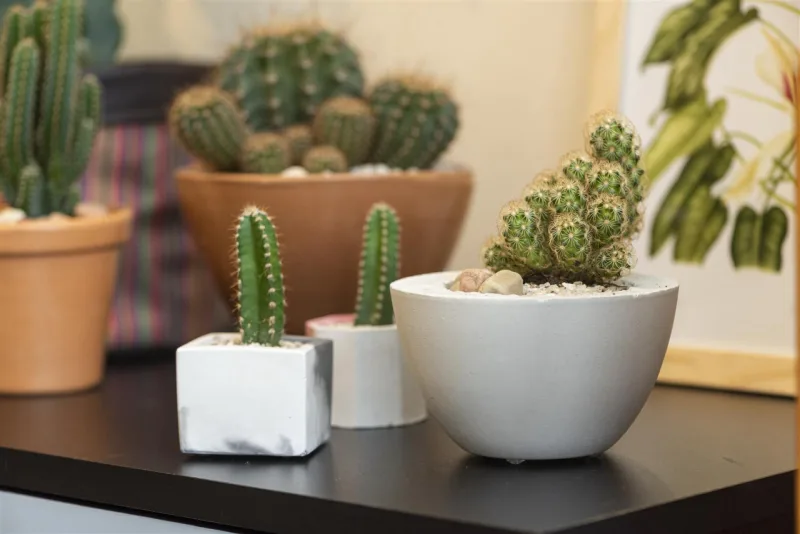 Detalhe de cactos na decoração. Foto: Fernando Zequinão / Gazeta do Povo