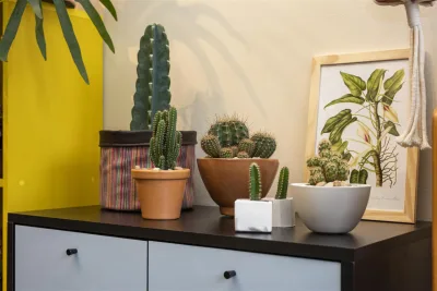 Os cactos são fáceis de serem cuidados e proporcionam um ótimo efeito de decoração. Ambientação feita na Verdifique Plantas para Interiores. Foto: Fernando Zequinão / Gazeta do Povo 