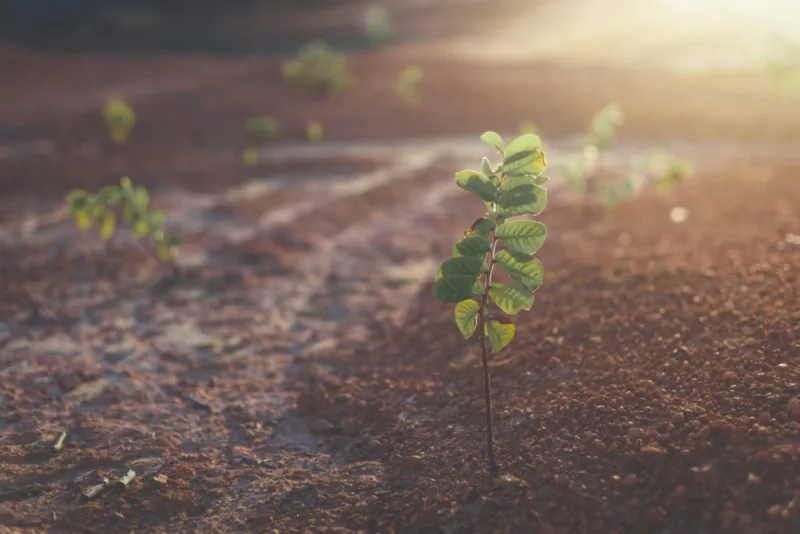 Foto: Bianca Marolla/ Pexels