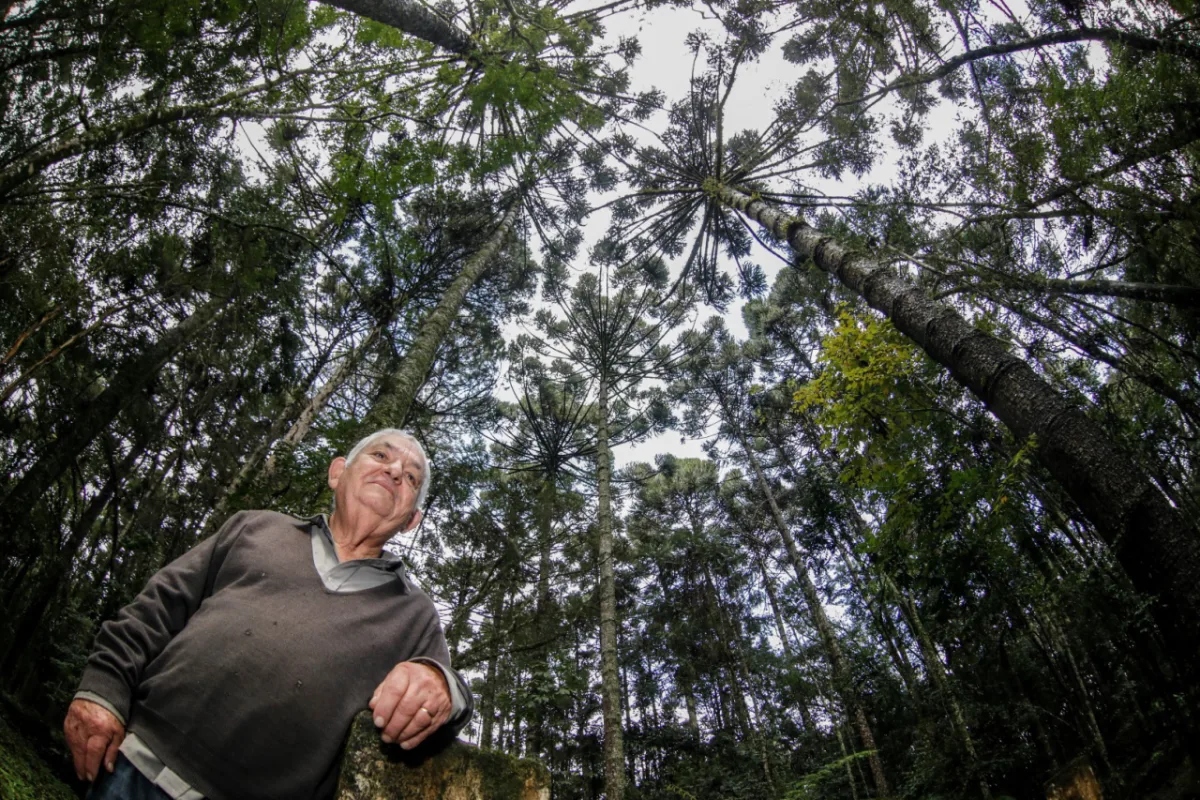 Marco Mazzarotto, tem 71 anos e é um "guardião das araucárias". Ele reflorestou uma área em Curitiba e segue trabalhando para proteger esse espaço. Foto: Jonathan Campos / Gazeta do Povo.  