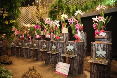 Orquídeas premiadas na 81ª Festa das Flores de Joinville foram selecionadas entre 500 exemplares. Foto: divulgação