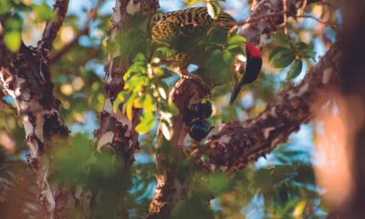 Na foto, vemos a jabuticabeira, uma das plantas nativas do Brasil