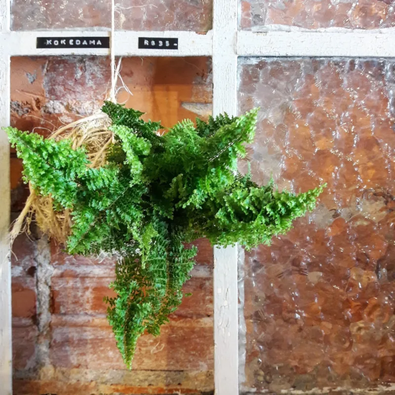 Minisamambaia em técnica kokedama.