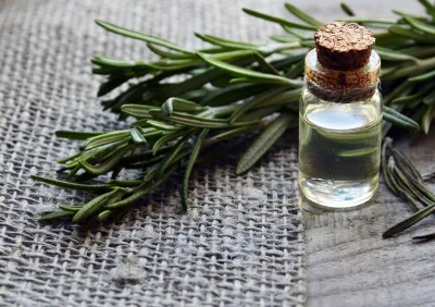 Aroma presente no eucaliptol, óleo essencial concentrado no alecrim , ajuda a manter insetos afastados. Foto: Bigstock