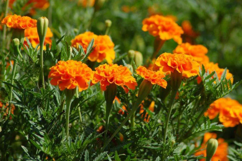 Tagetes, também conhecidas como cravo de defunto. Foto: Pixabay