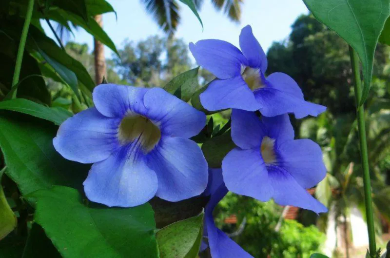 Thunbergia. Foto: Pixabay