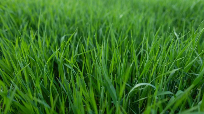 Crescimento moderado, resistente ao pisoteio, tolera meia-sombra. Foto: Bigstock