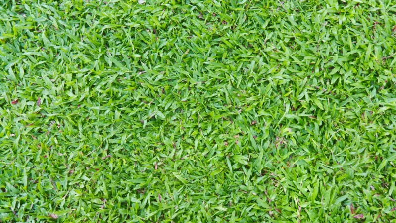 Crescimento lento, resistente ao pisoteio, tolera sombra. Foto: Bigstock