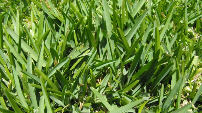 Crescimento rápido, resistente ao pisoteio, tolera meia-sombra. Foto: Bigstock