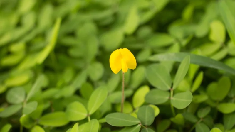Crescimento rápido, pouco resistente ao pisoteio, tolera meia-sombra. Foto: Bigstock
