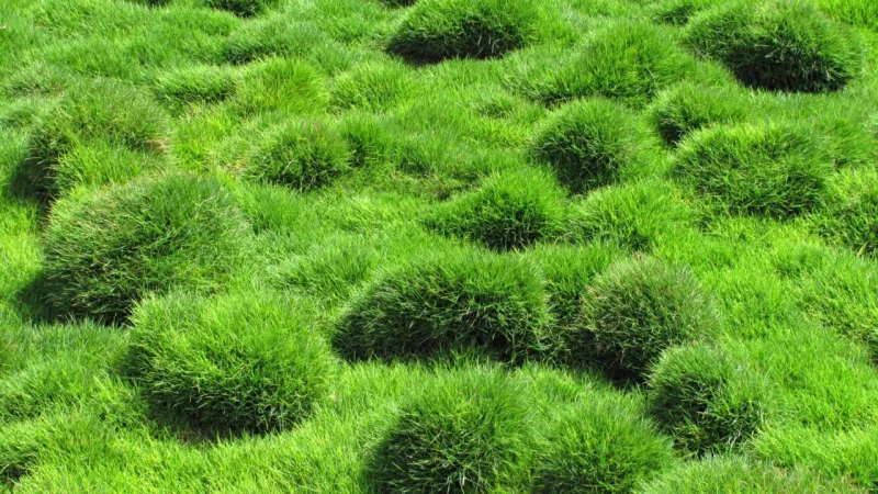 Crescimento lento, pouco resistente ao pisoteio, precisa de pleno sol. Foto: Bigstock
