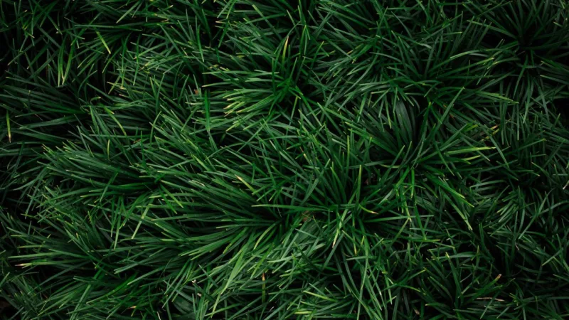 Crescimento lento, pouco resistente ao pisoteio, tolera sombra. Foto: Bigstock