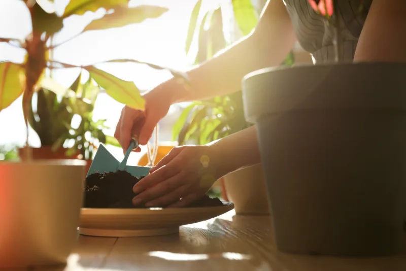 Woman taking care of home plants indoors, closeup