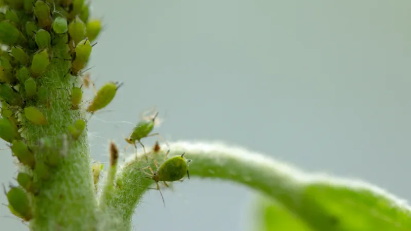 Pulgões: além de verde, esses insetos podem ser de cor amarela, preta ou marrom. Foto: Bigstock