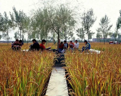 Campus da Universidade Shenyang, em Liaoning, localizado em terra arável levou parque da instituição a ser concebido como uma plantação funcional de arroz. Foto: Divulgação