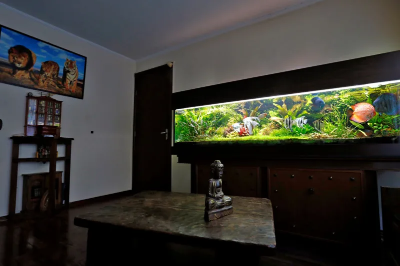 Em seu aquário de água doce, Dimitri Wiberg contempla uma grande variedade de plantas e peixes como o disco e o acará bandeira. Foto: Albari Rosa / Gazeta do Povo.