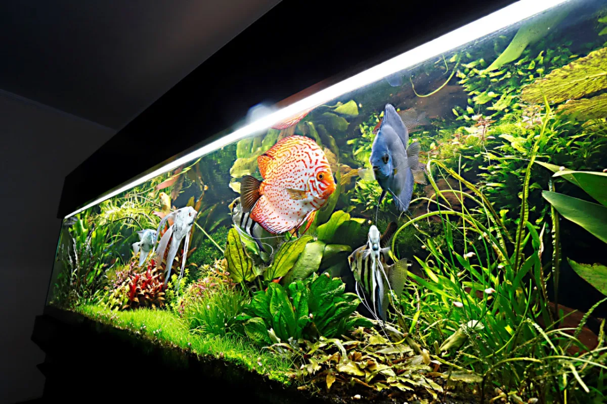Aquapaisagismo traz técnicas que transformam aquários em ecossistemas cheios de vida e alegria para a casa ou escritório. Foto: Albari Rosa / Gazeta do Povo  