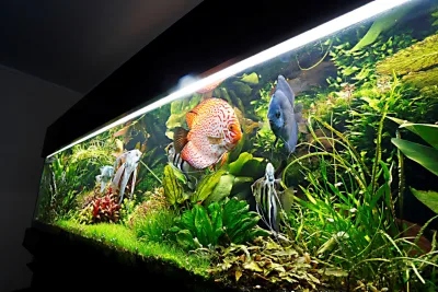 Aquapaisagismo traz técnicas que transformam aquários em ecossistemas cheios de vida e alegria para a casa ou escritório. Foto: Albari Rosa / Gazeta do Povo  